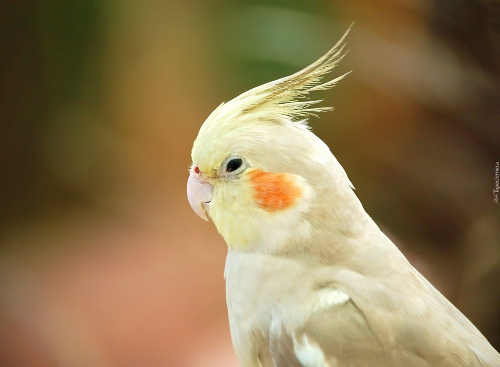 Попугай Какаду белый с хохолком