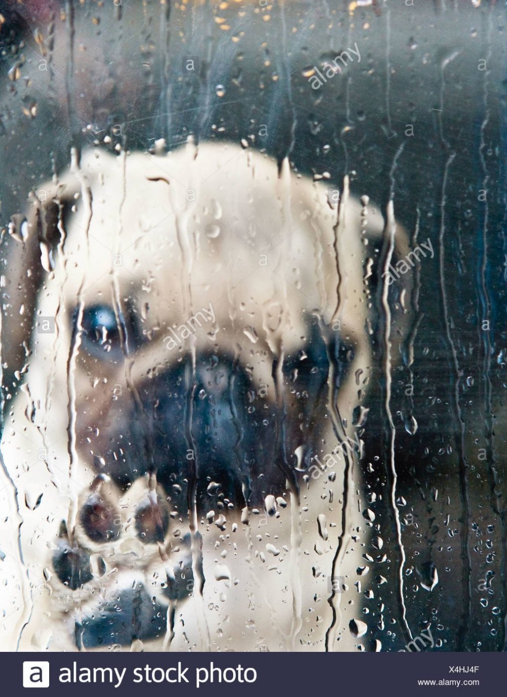 Собака под дождем