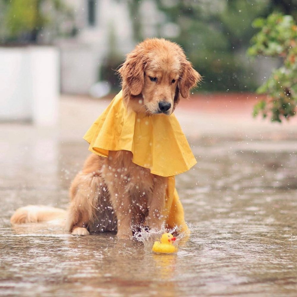 Собака под дождем