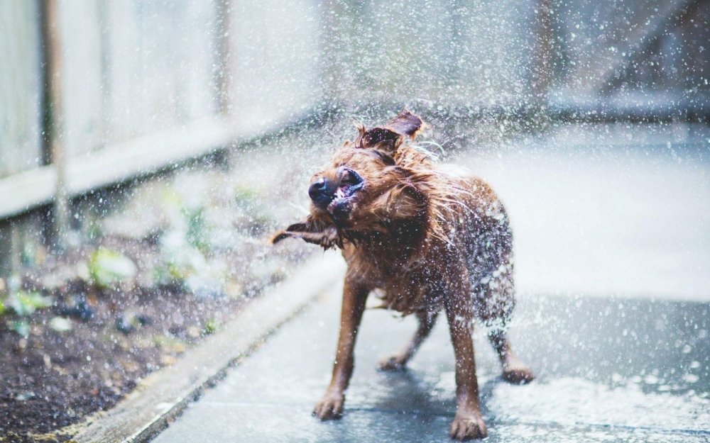 Пес под дождем