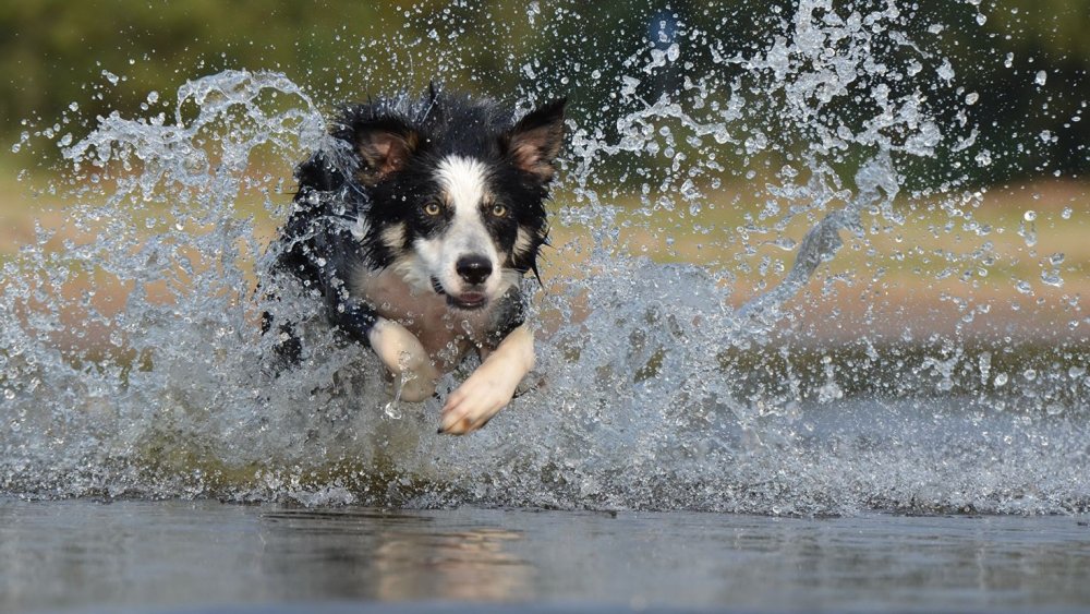 Собака бежит по воде