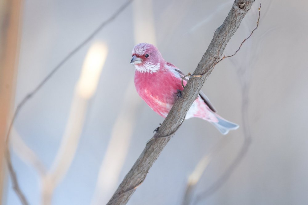 Розовый Воробей птица