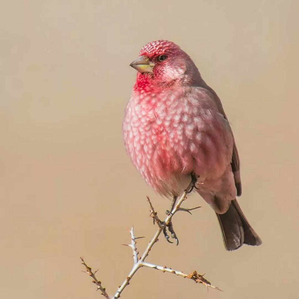 Мухоловка птичка с розовой грудкой