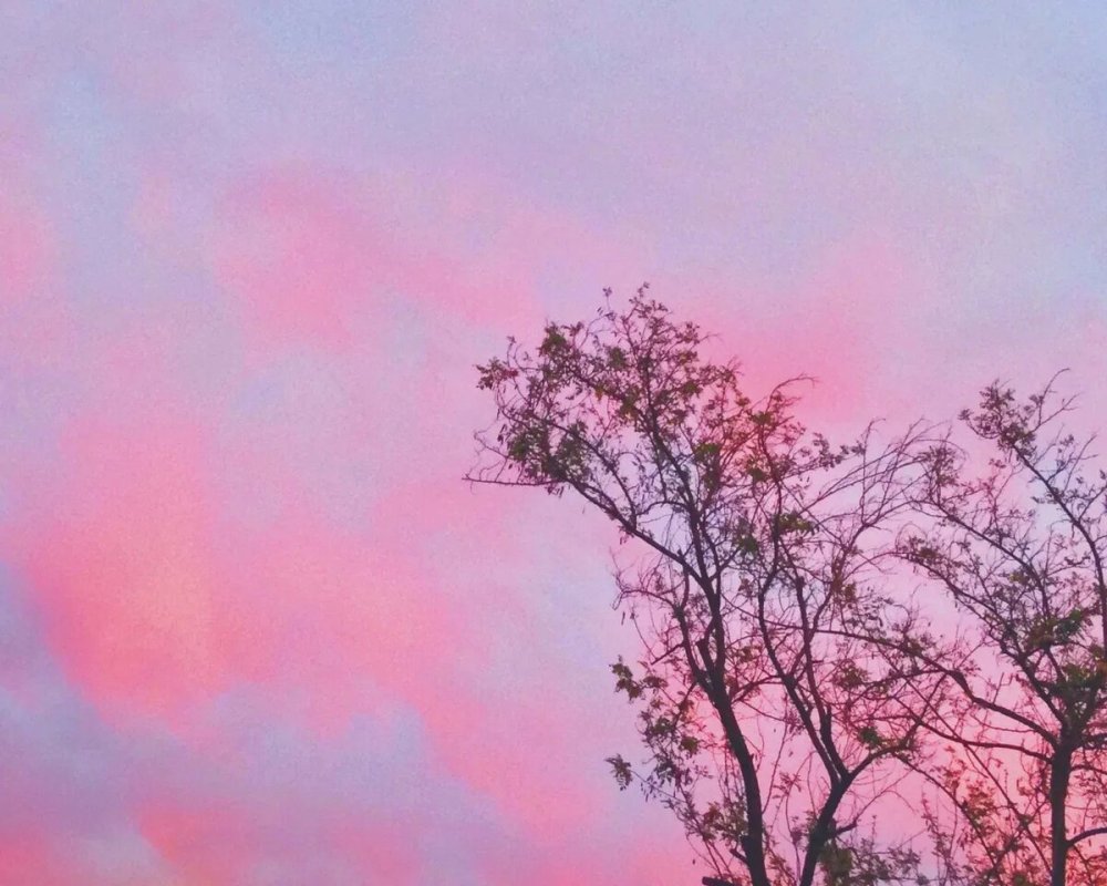 Розовое небо и деревья