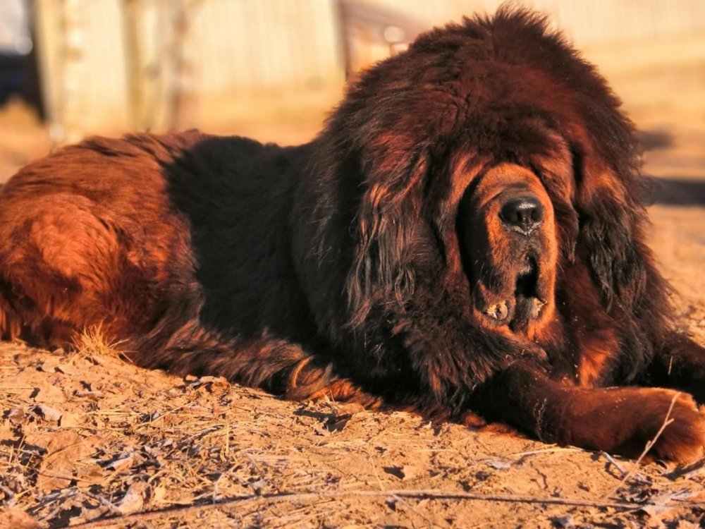 Самая большая собака порода тибетский мастиф вес и рост