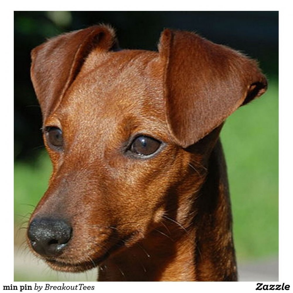 Рыжая собака порода гладкошерстная средняя коренастая