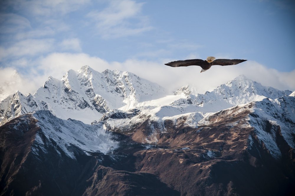 Снежные вершины гор с орлами