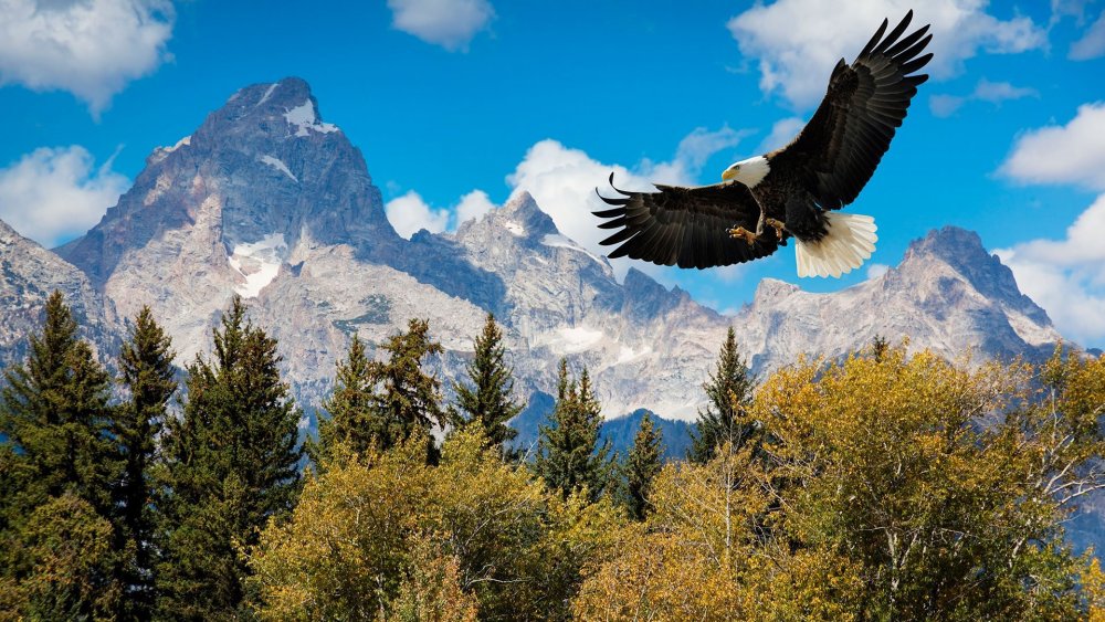 Орел в горах Дагестана