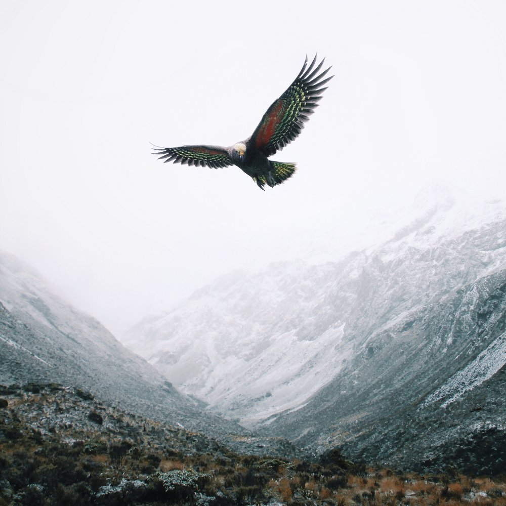 Орел парит над горами