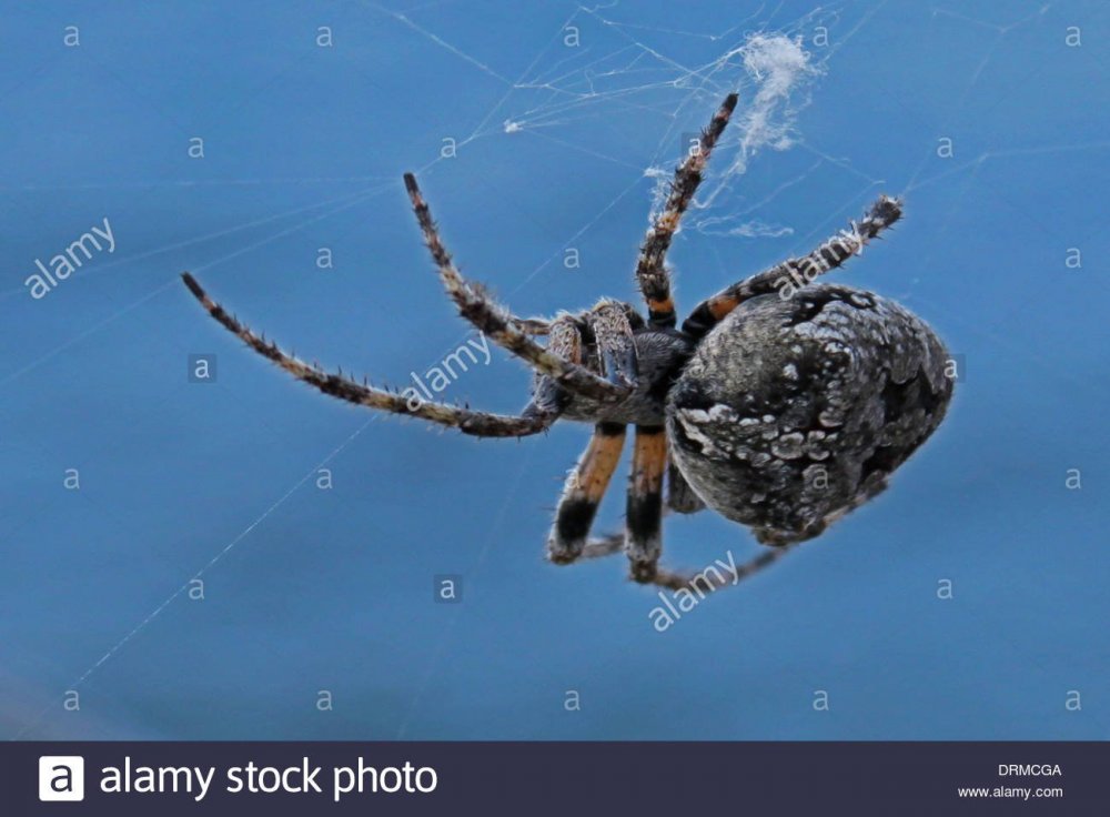Крымский паук с крестом на спине