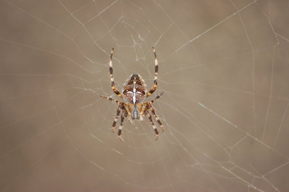 Чёрный паук с белым крестом на спине