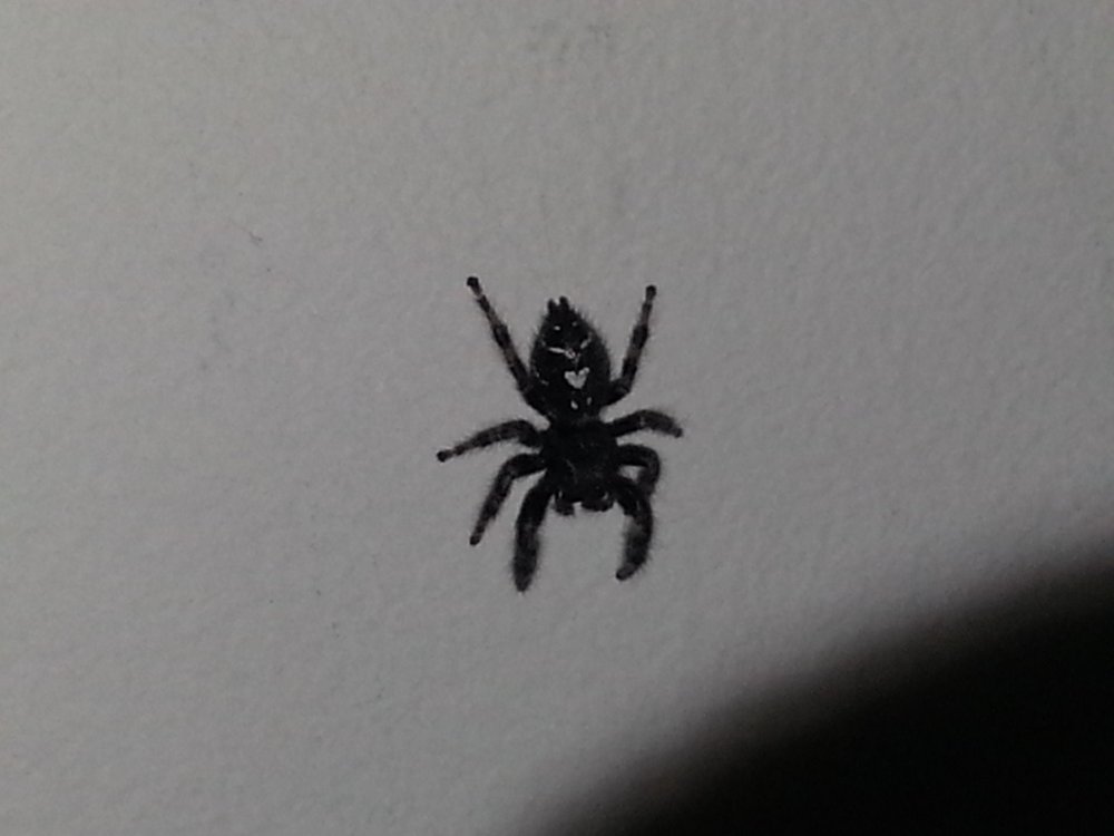 Чёрный паук с белым крестом