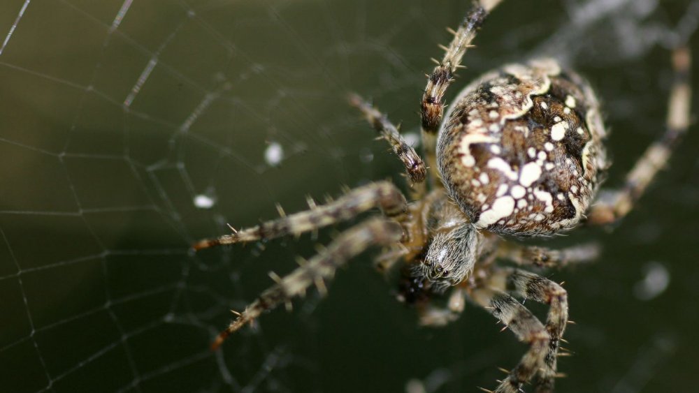 Крабовый паук Австралия