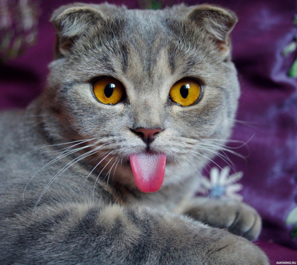 Кошка с вытянутом языком