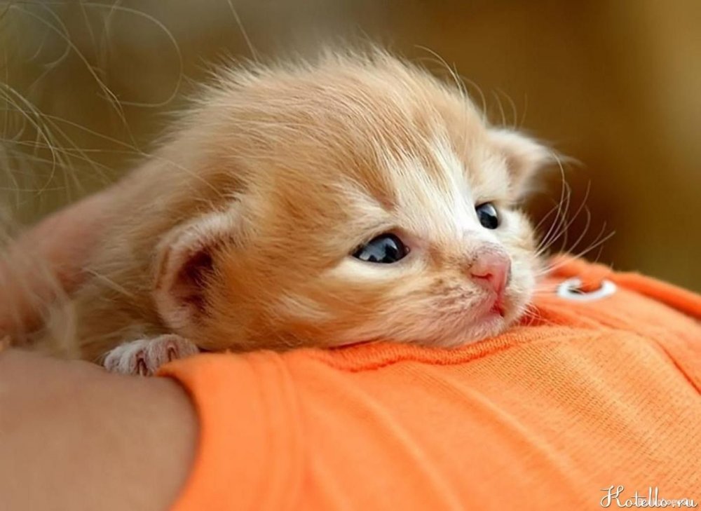 Котенок оранжевый