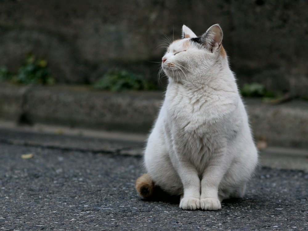 Белые уличные коты
