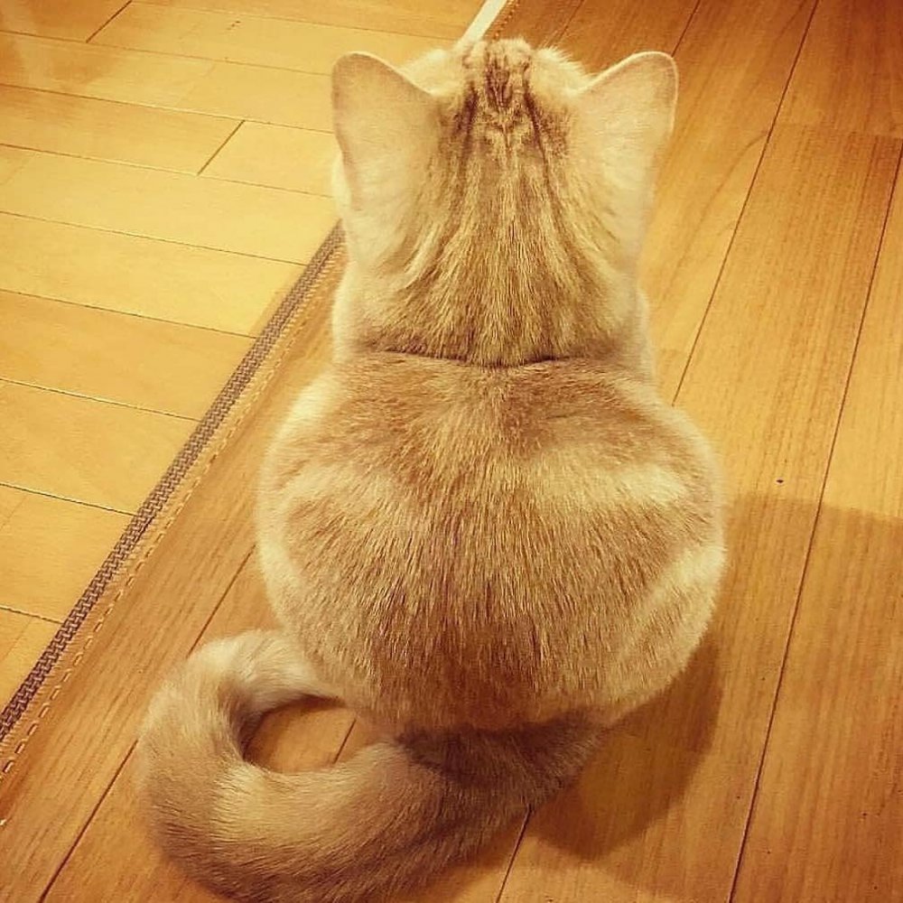 Котик с толстыми щечками