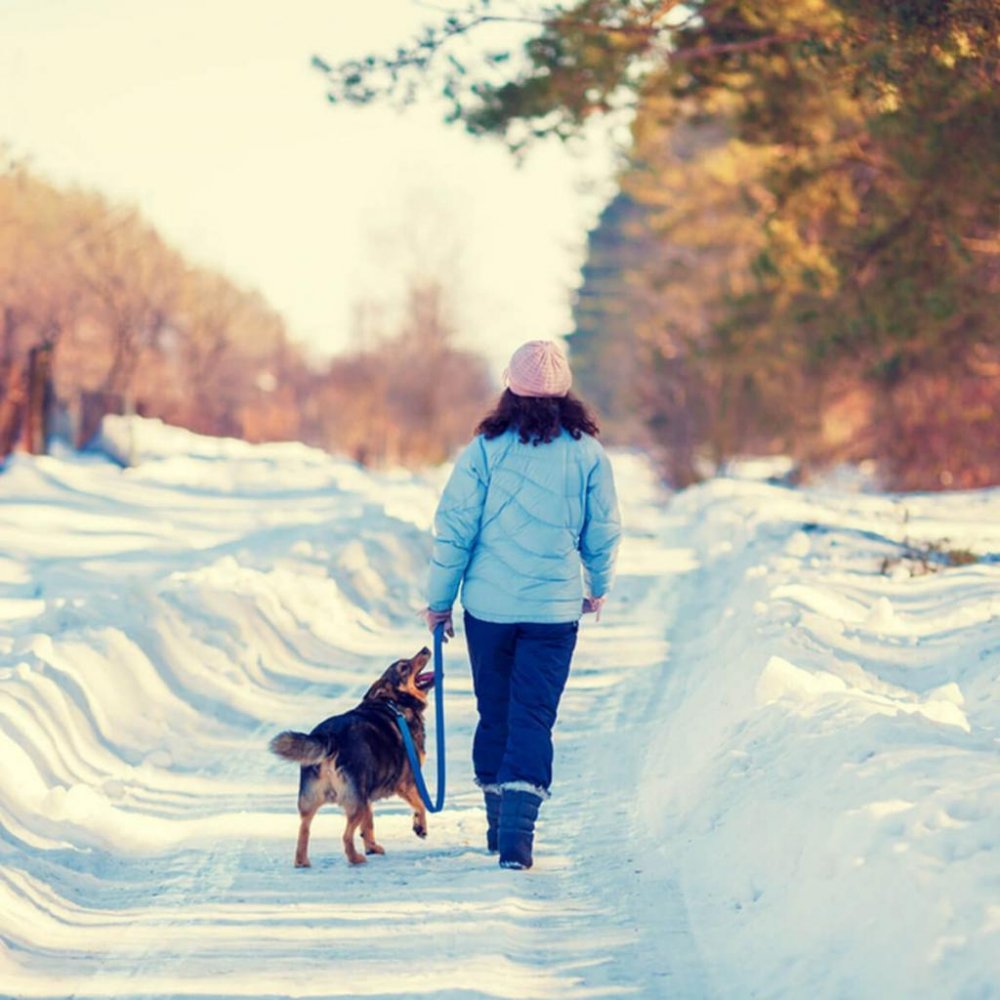 Зимняя прогулка с собакой