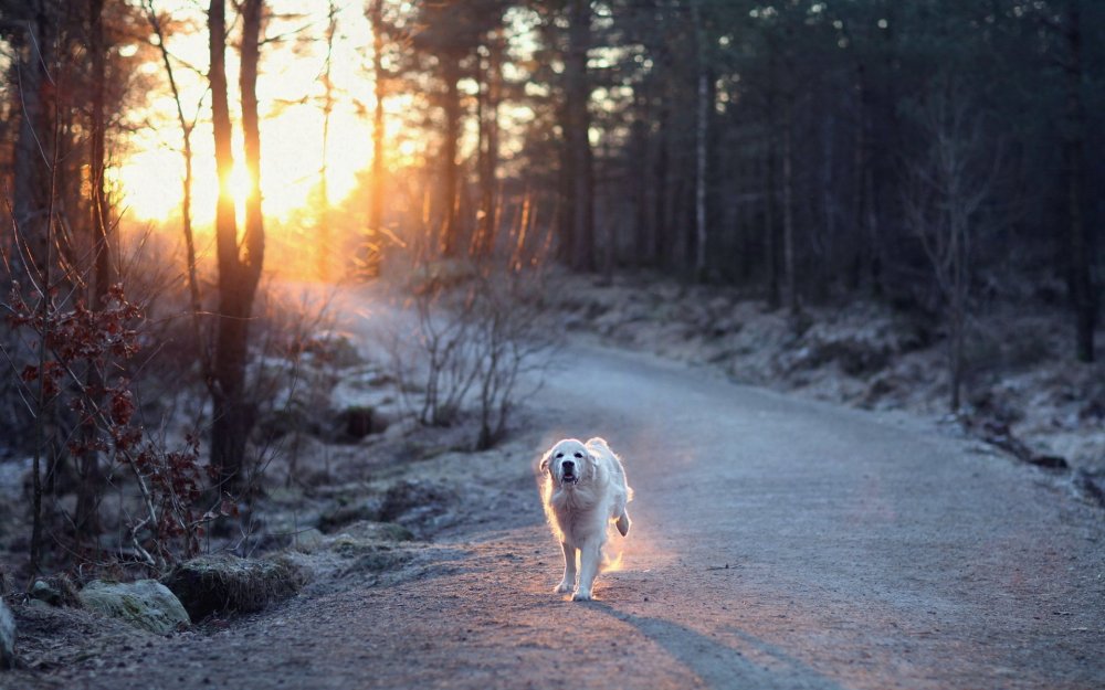 Прогулка с собакой в лесу