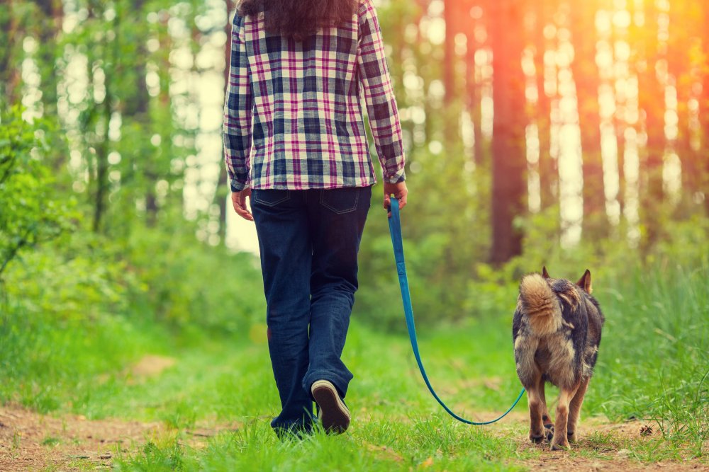 Девушка на прогулке с собакой