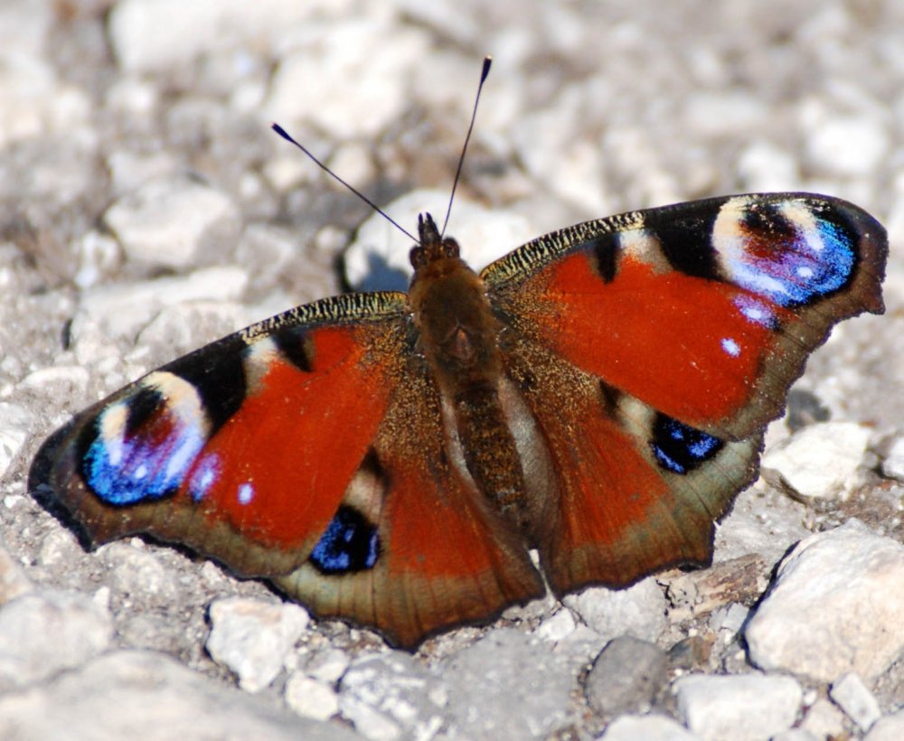 Бабочки национального парка Хвалынский