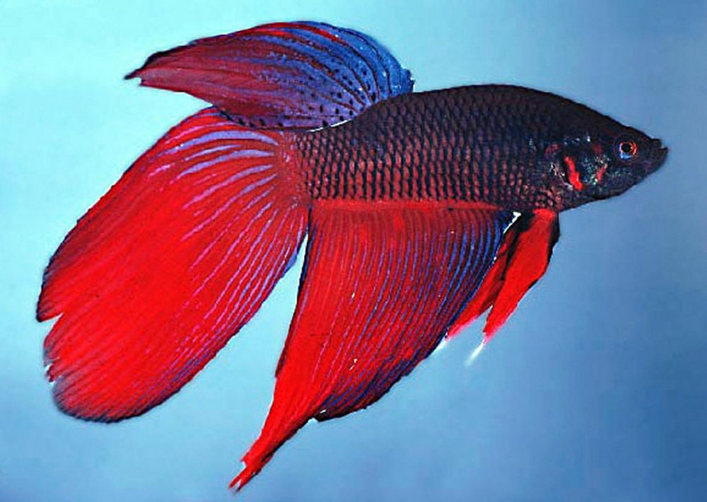 Рыба с красными плавниками и хвостом
