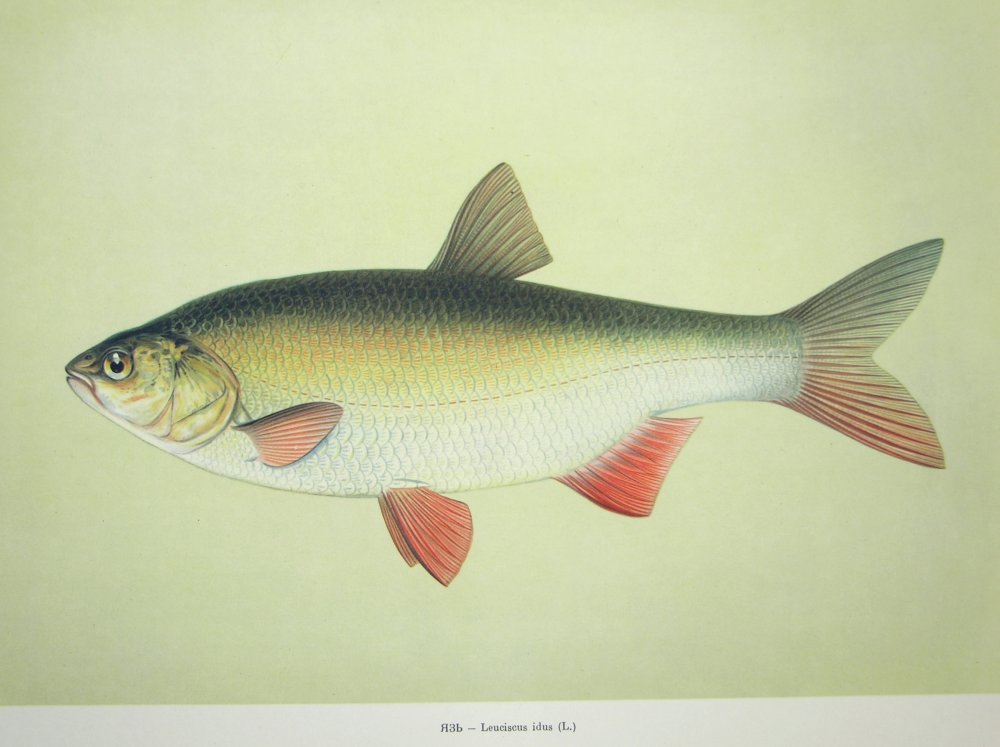 Белая рыба с красными плавниками