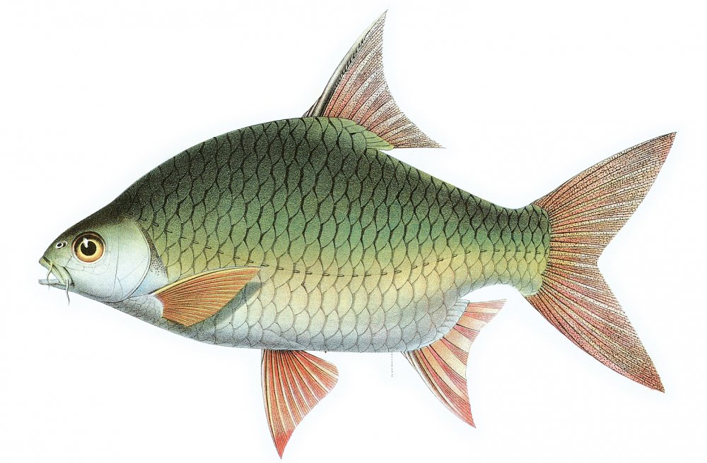Красноперка аквариумная рыбка