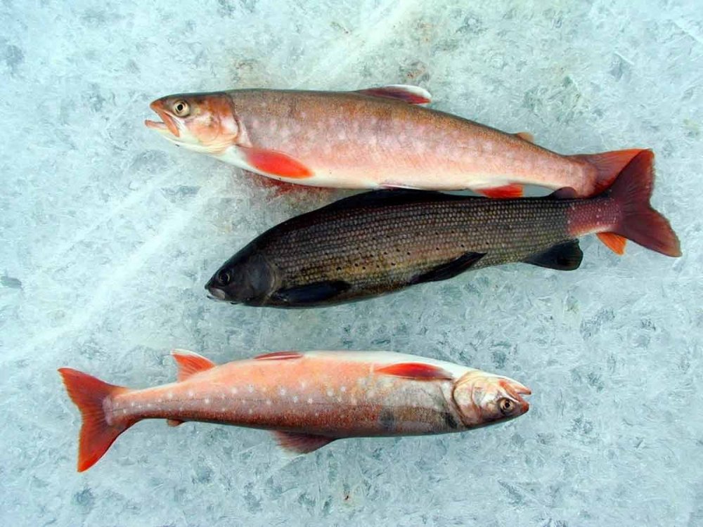 Белая рыба с красными плавниками