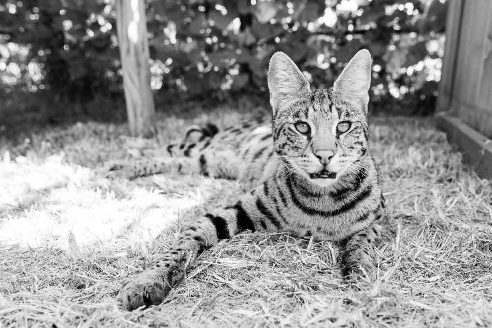 Бойцовский кот порода