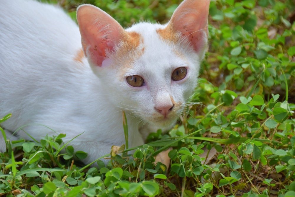 Бойцовский кот порода