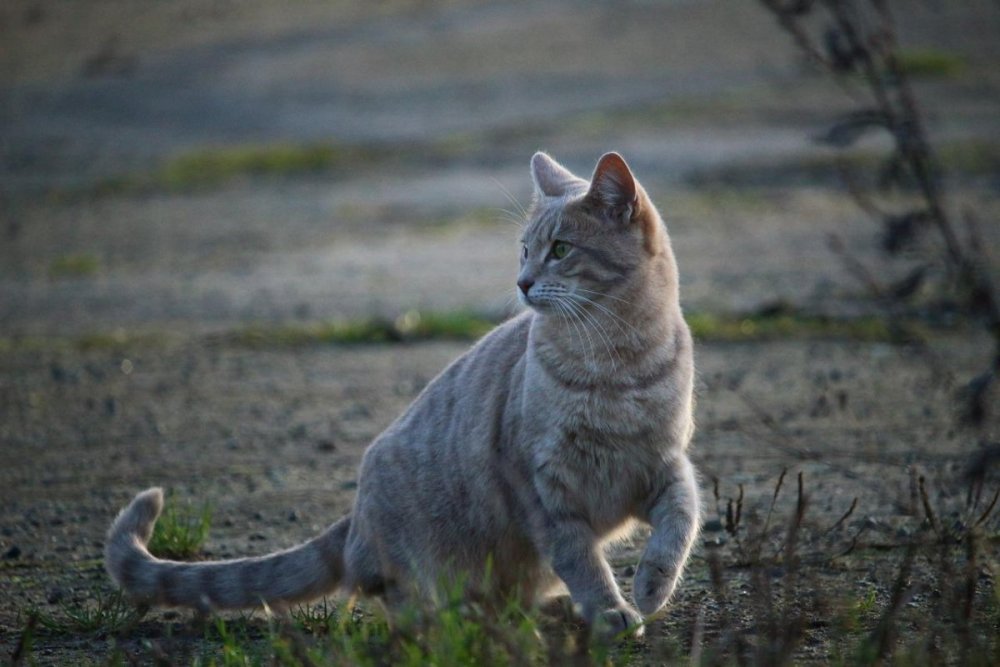 Сибирский Бойцовый кот