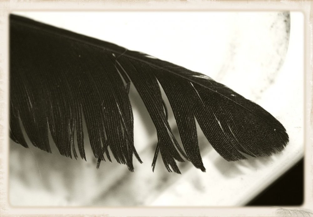 Черные перья