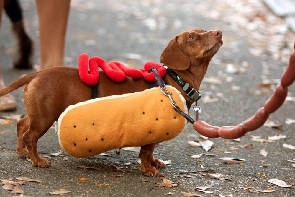 Такса Wiener-Dog