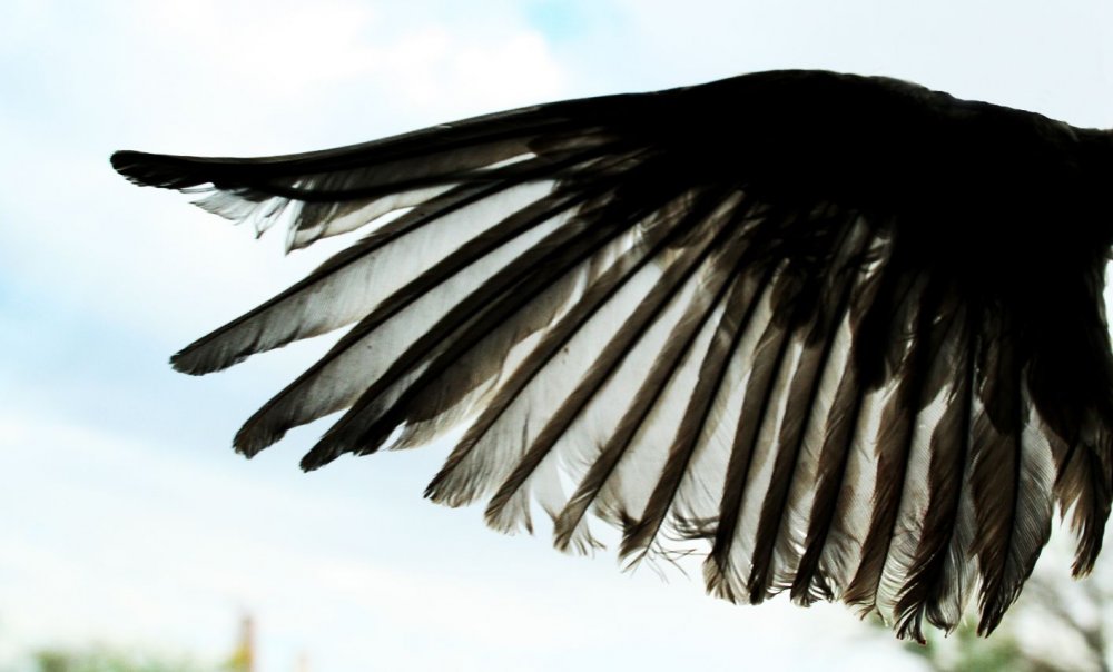 Крыло ворона