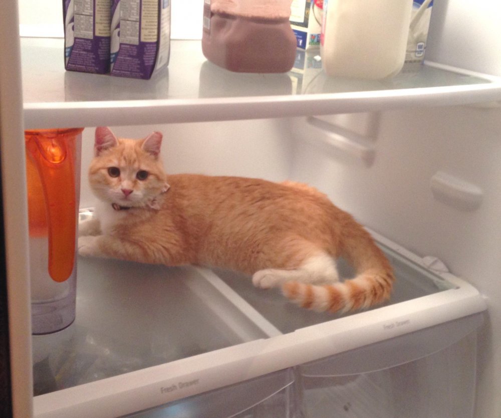 Кошка на холодильник