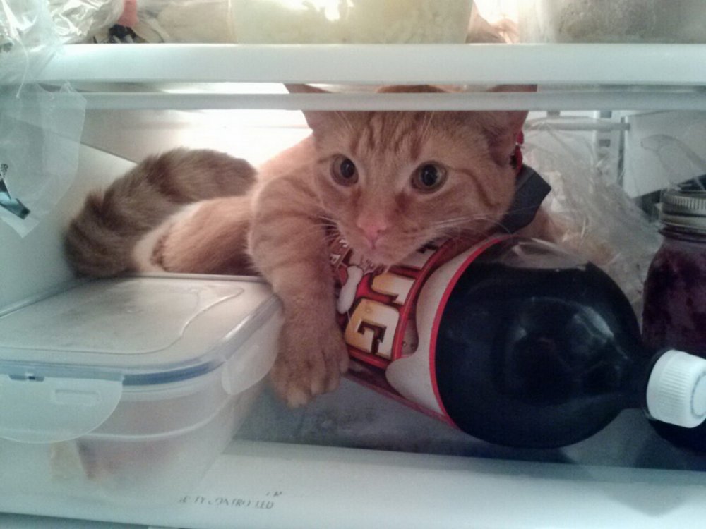 Котик в холодильнике