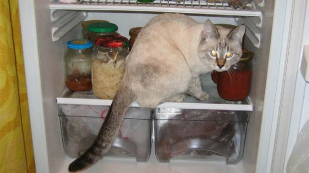 Кот у холодильника ночью