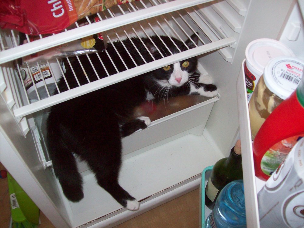 Холодильник кот сосиски