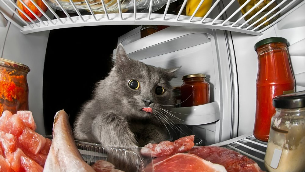 Котенок в холодильнике
