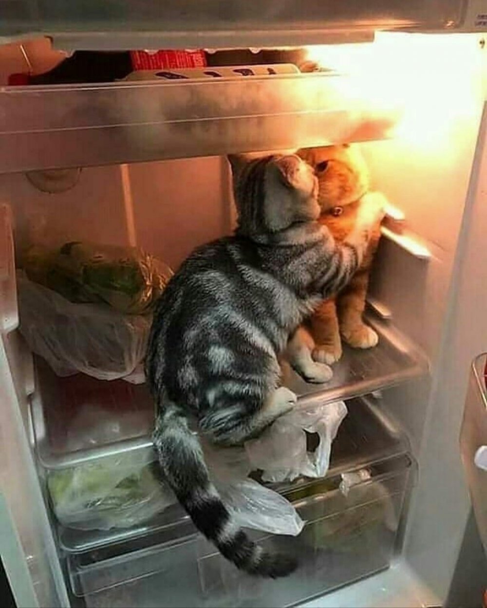Кот залез в холодильник