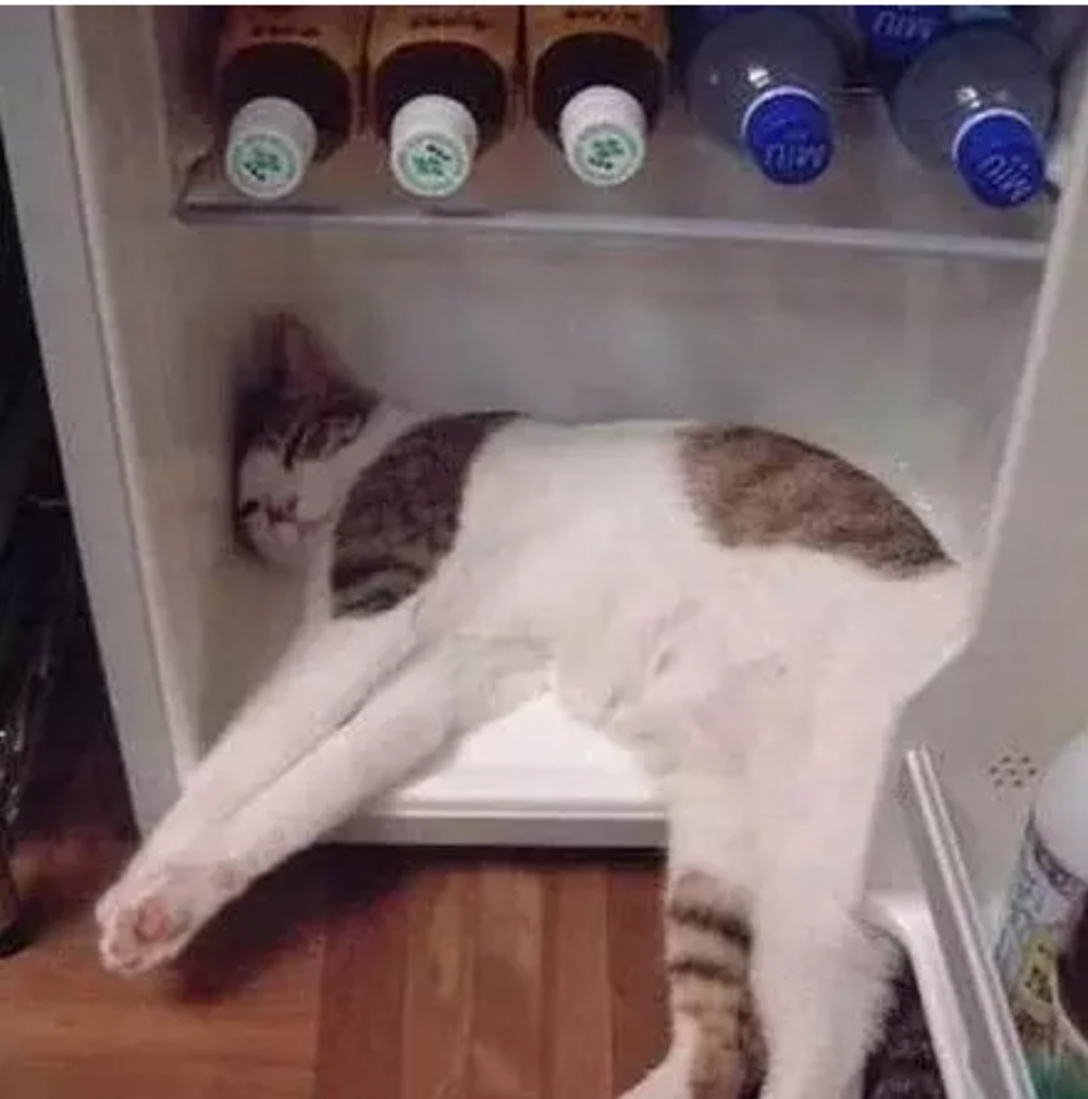 Кот в холодильнике гиф прикольное
