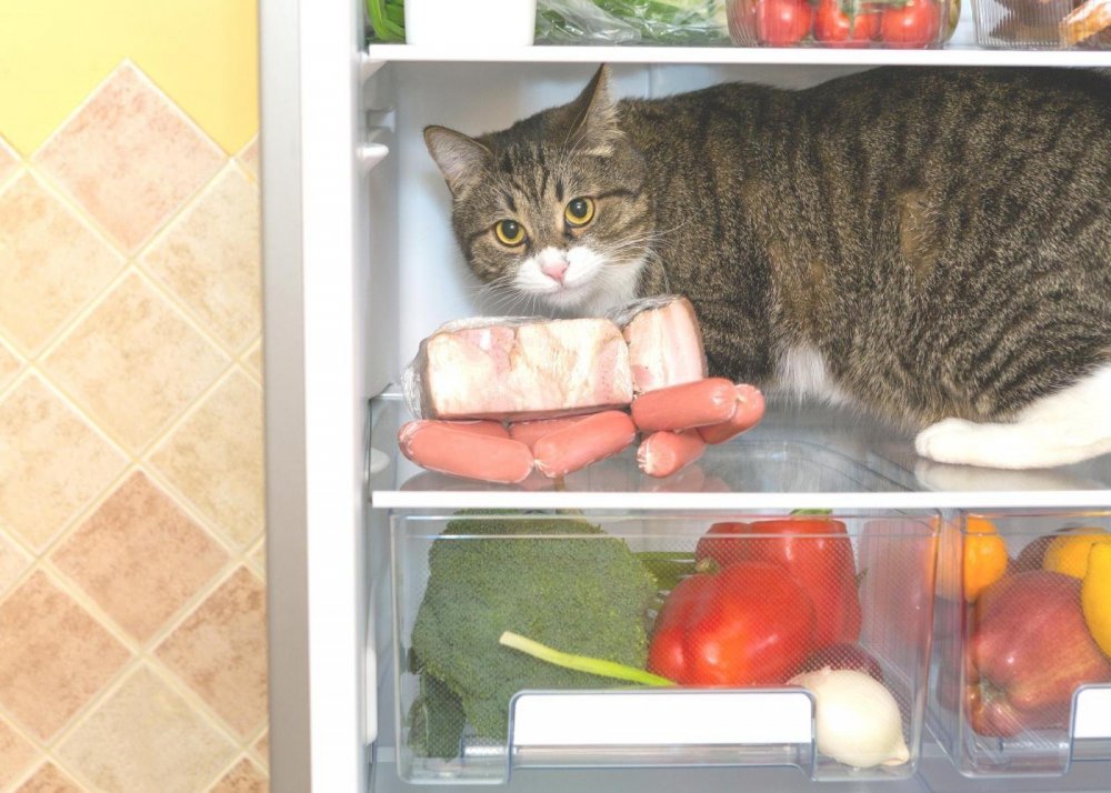 Животные в холодильнике