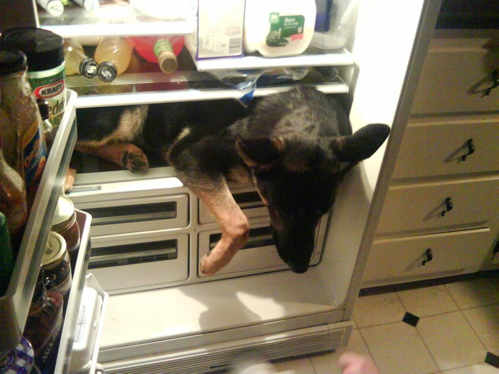 Животные в холодильнике