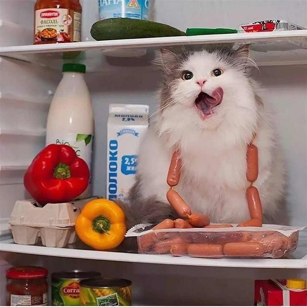 Кот ворует еду