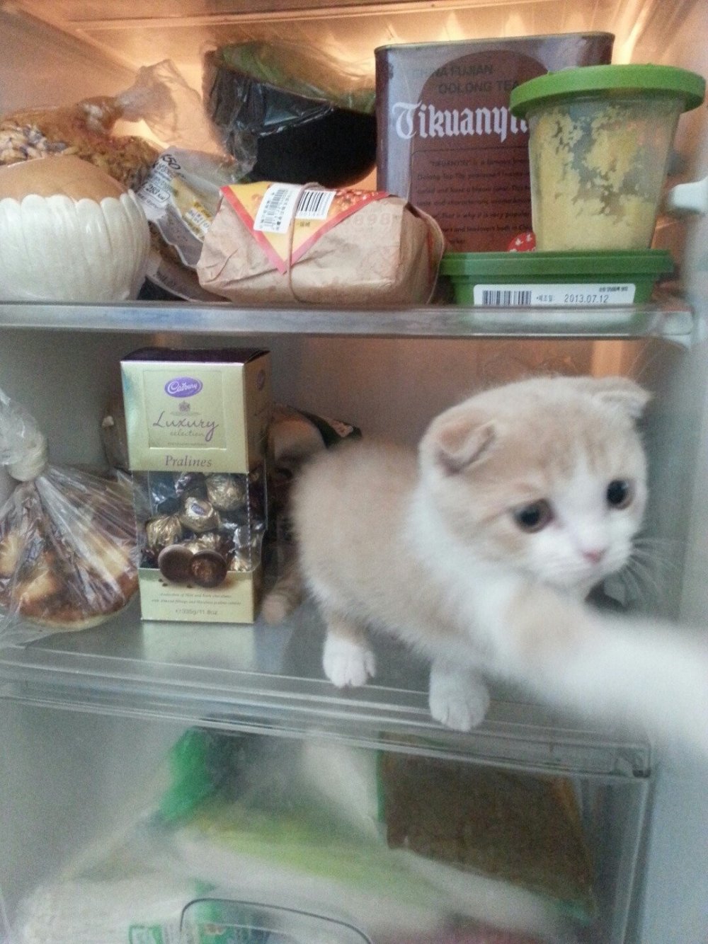 Кот крадет еду