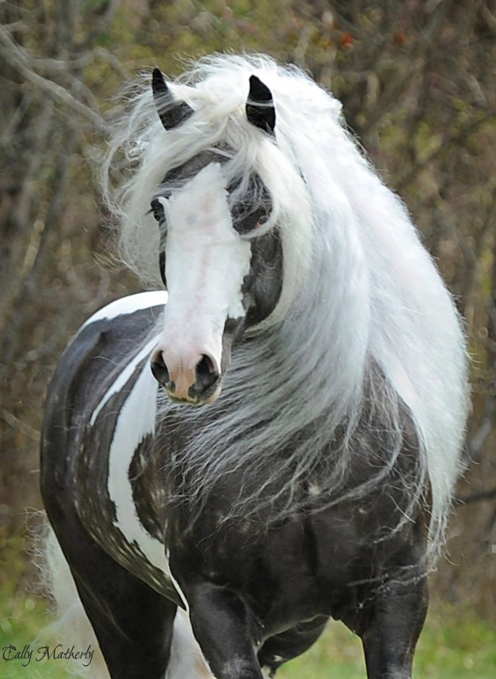 Порода лошадей Цыганский Ваннер