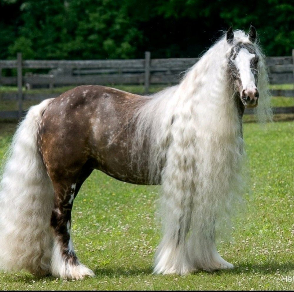 Лошадь породы Гипси Ваннер