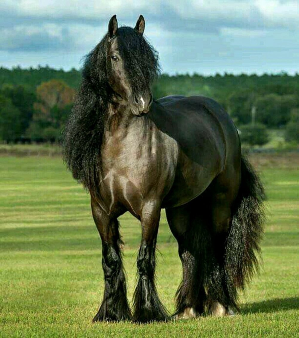 Цыганская Вороная лошадь