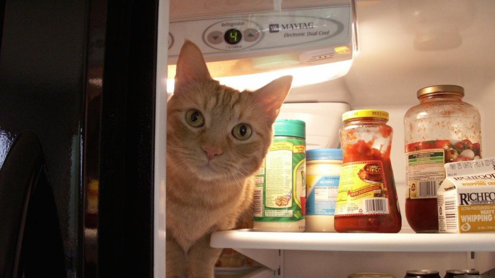 Белый кот у холодильника